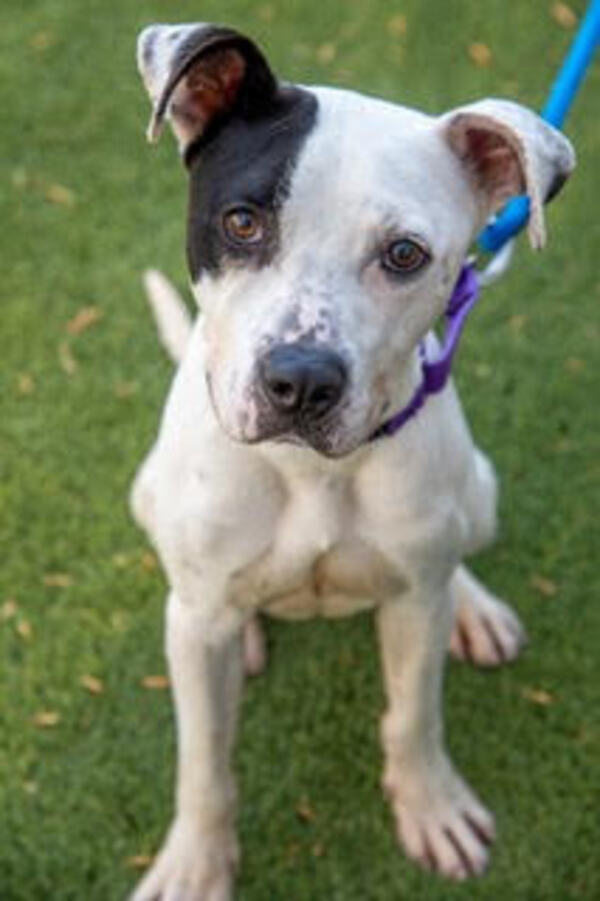 Spotz, an adoptable American Staffordshire Terrier Mix in Raleigh, NC_image-2