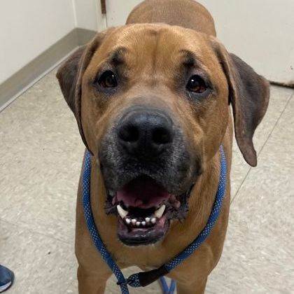 Hoss  A0052090210, an adoptable Mastiff Mix in Hamilton, OH_image-1