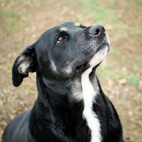 Gibley, an adoptable German Shepherd Dog Mix in Jefferson city, TN_image-2
