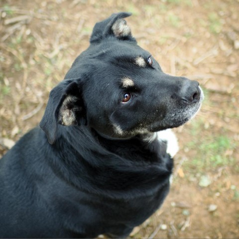 Gibley, an adoptable German Shepherd Dog Mix in Jefferson city, TN_image-4