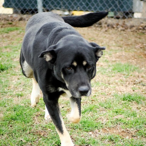 Gibley, an adoptable German Shepherd Dog Mix in Jefferson city, TN_image-6