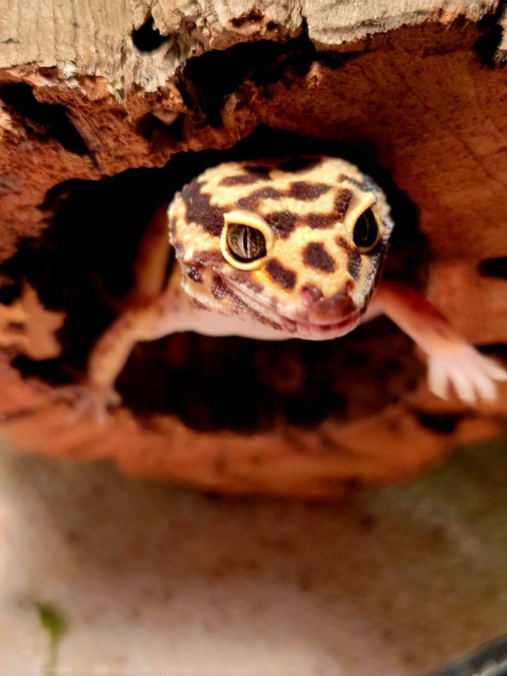 Ciri, an adoptable Gecko in Aurora, IL_image-1