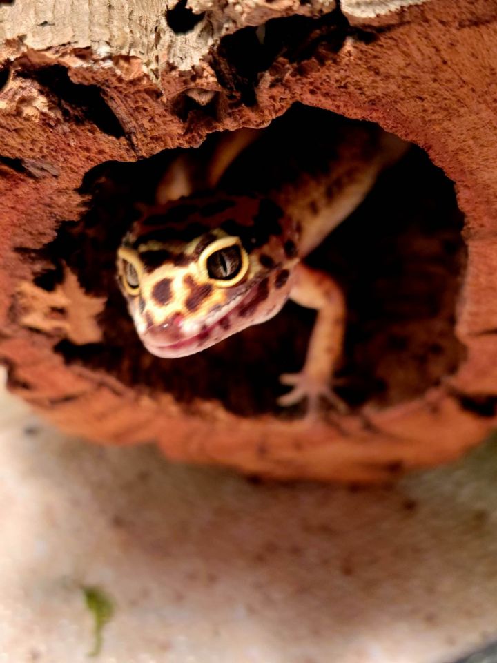 Ciri, an adoptable Gecko in Aurora, IL_image-2