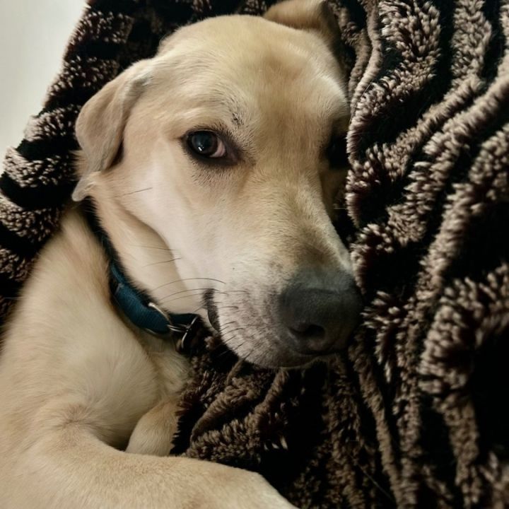 Kona , an adoptable Yellow Labrador Retriever in Austin, TX_image-3