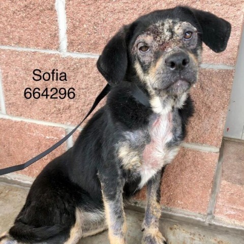 Sofia, an adoptable Shepherd Mix in San Antonio, TX_image-2