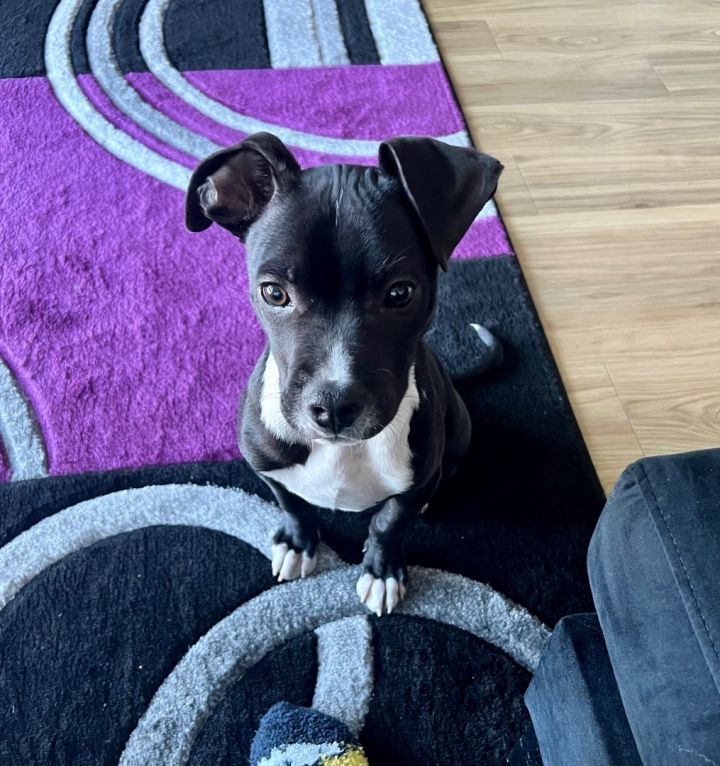 Simon 4