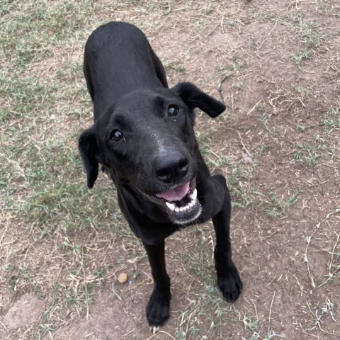 Dog for adoption - Naji, a Shepherd in Edinburg, TX | Petfinder