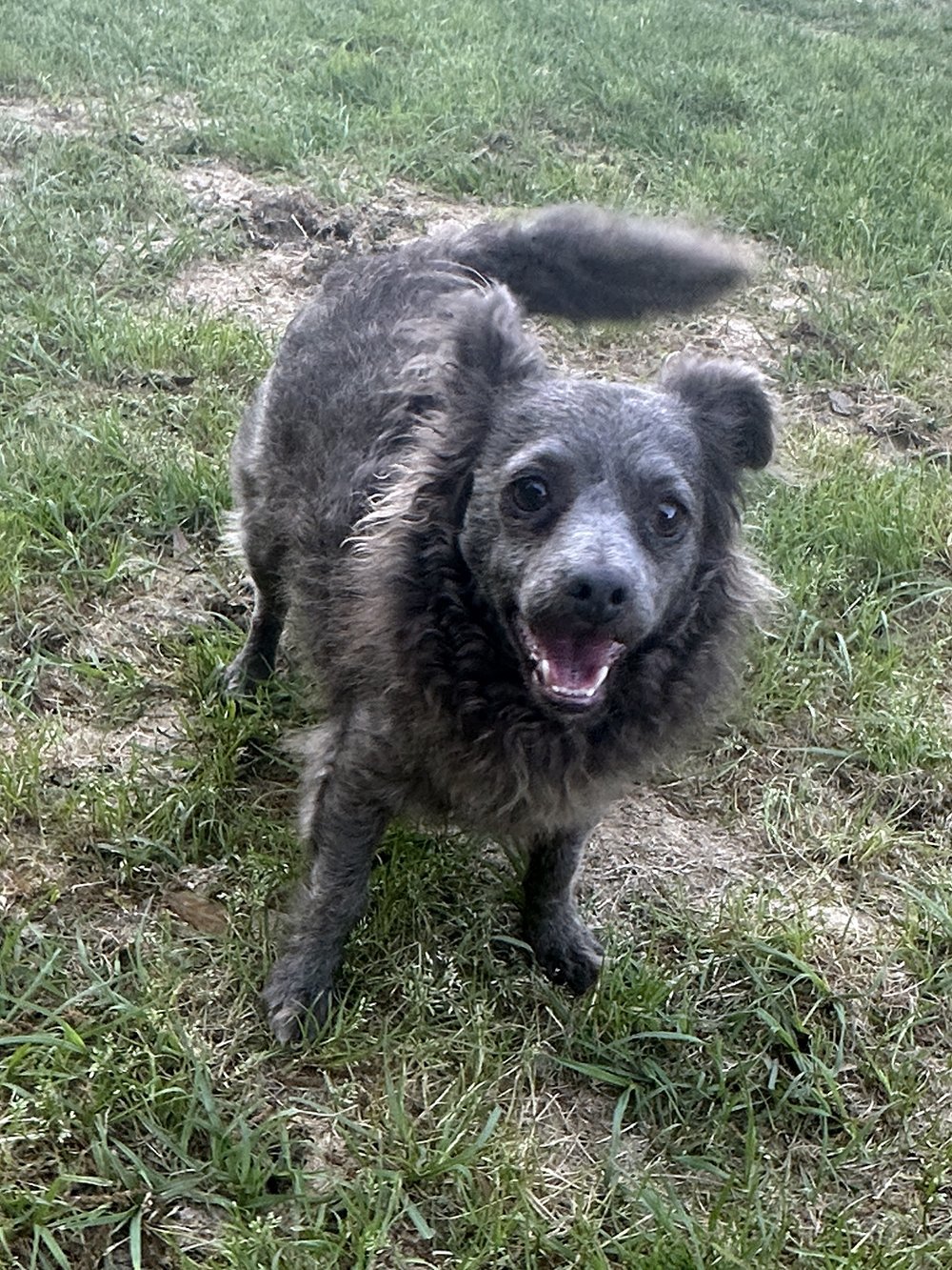 Shadow, an adoptable Chihuahua in Eastman, GA, 31023 | Photo Image 1
