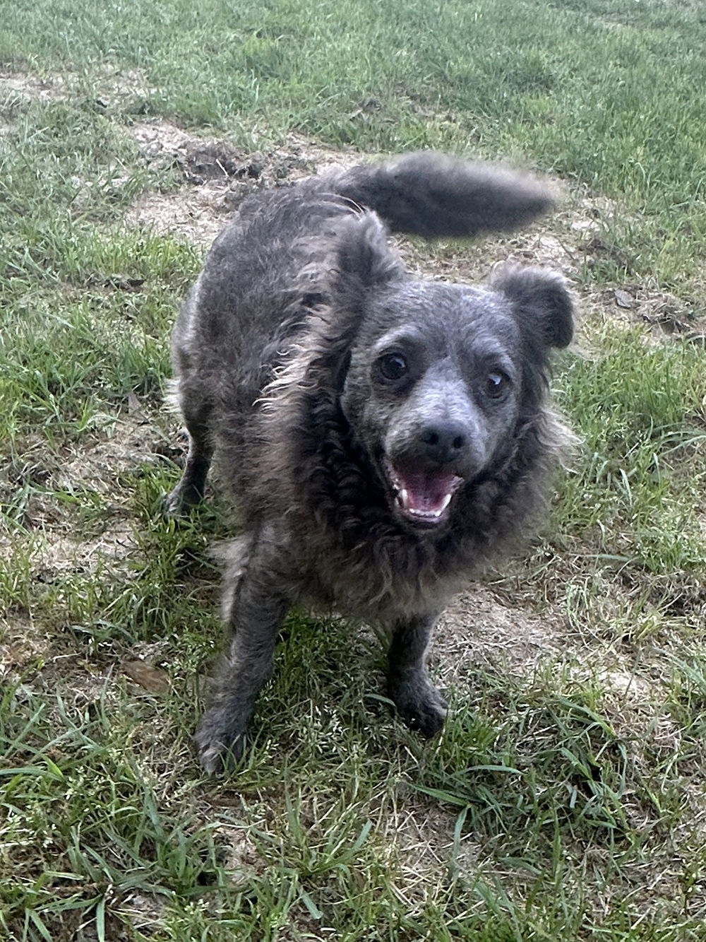 Shadow, an adoptable Chihuahua in Eastman, GA, 31023 | Photo Image 1