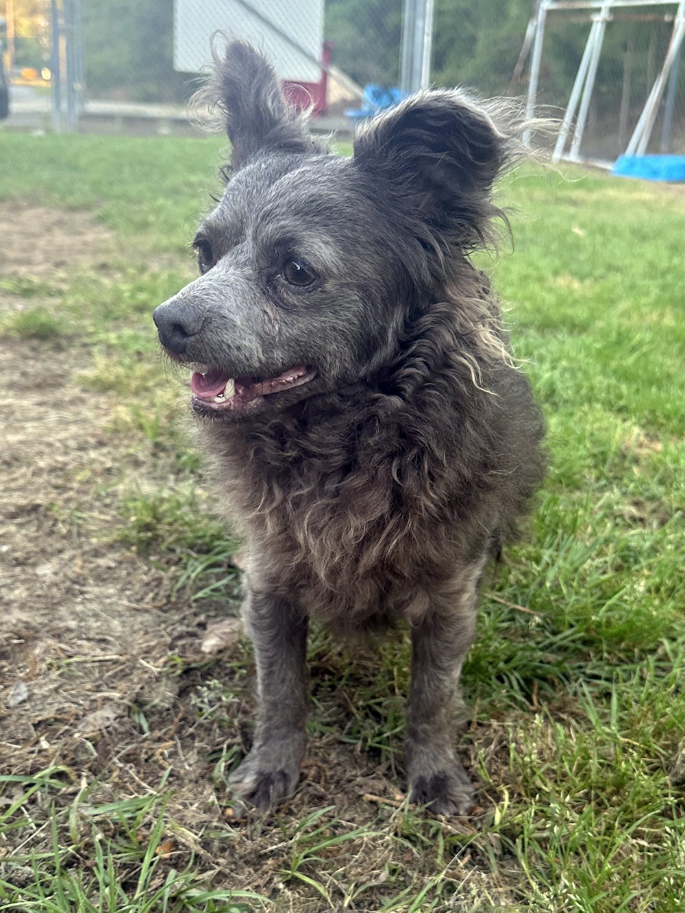 Shadow, an adoptable Chihuahua in Eastman, GA, 31023 | Photo Image 3
