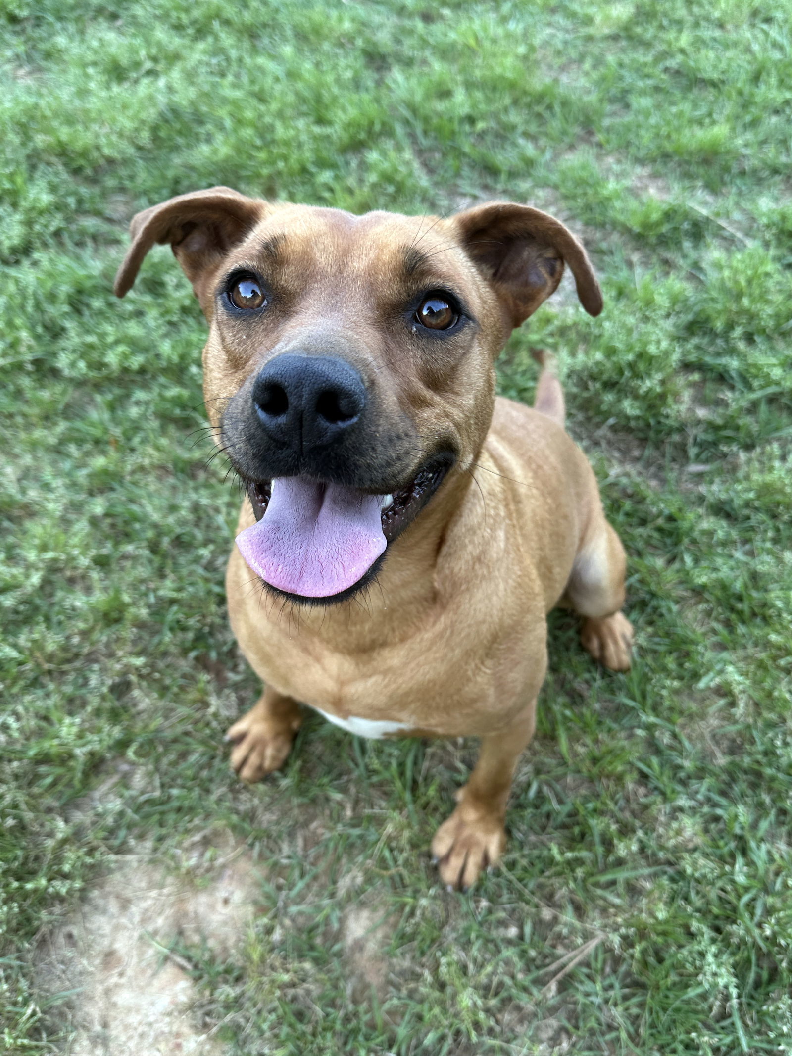 Misty, an adoptable Terrier, Labrador Retriever in Eastman, GA, 31023 | Photo Image 1