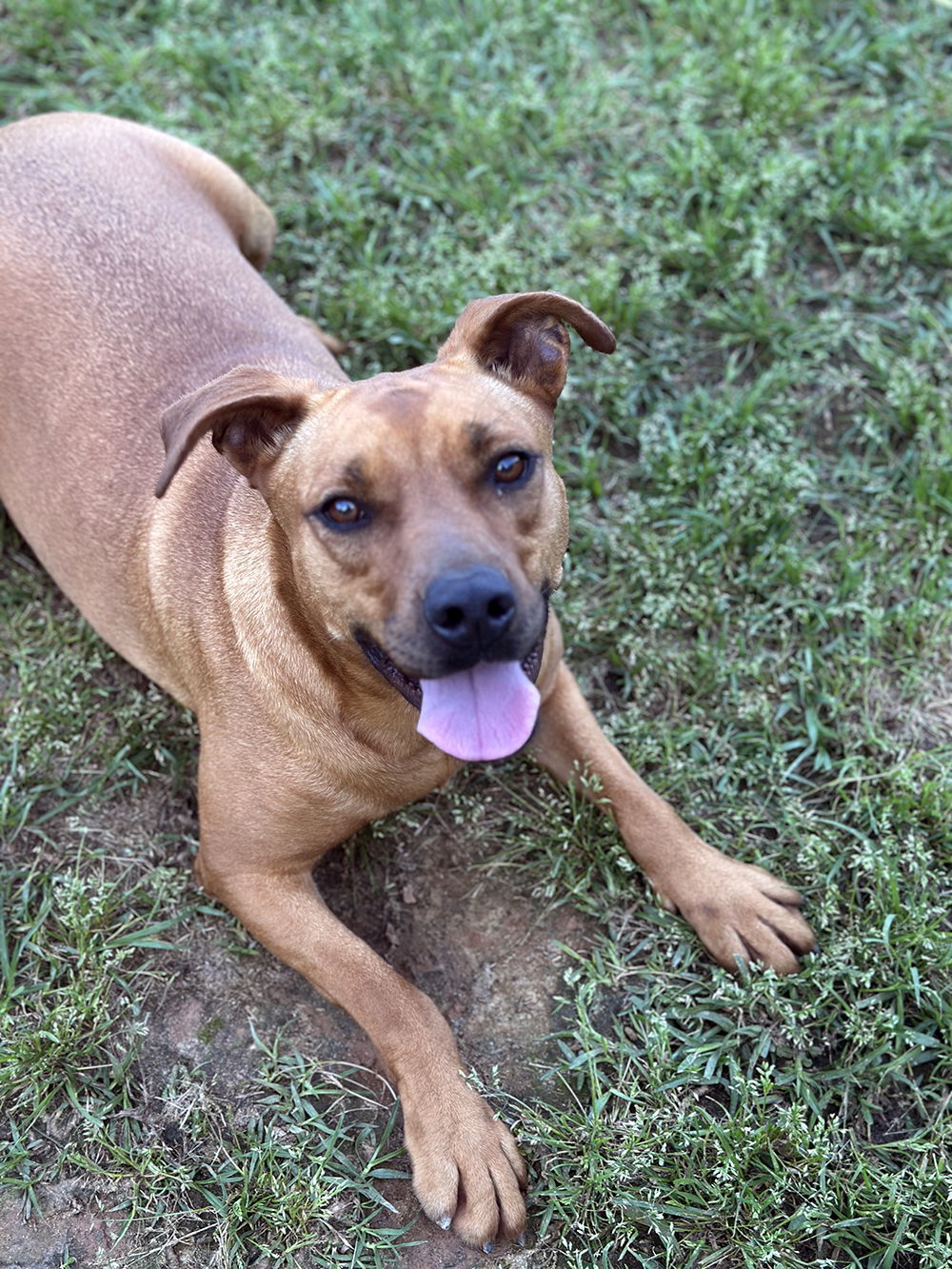 Misty, an adoptable Pit Bull Terrier in Eastman, GA, 31023 | Photo Image 2