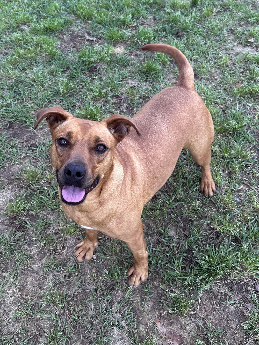 Misty, an adoptable Pit Bull Terrier in Eastman, GA, 31023 | Photo Image 3