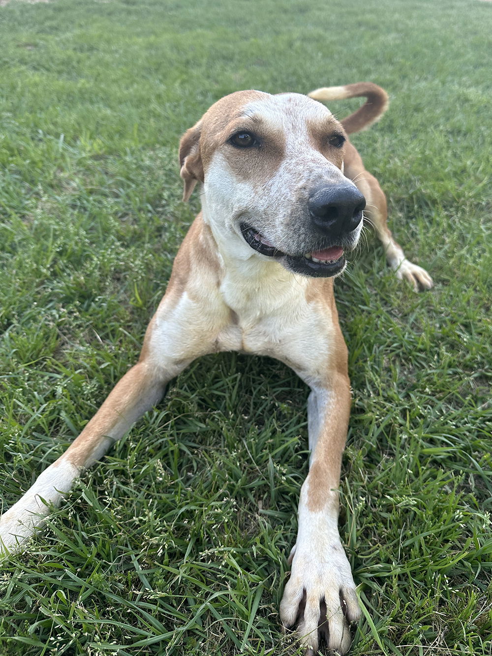 Ginny, an adoptable Labrador Retriever in Eastman, GA, 31023 | Photo Image 2