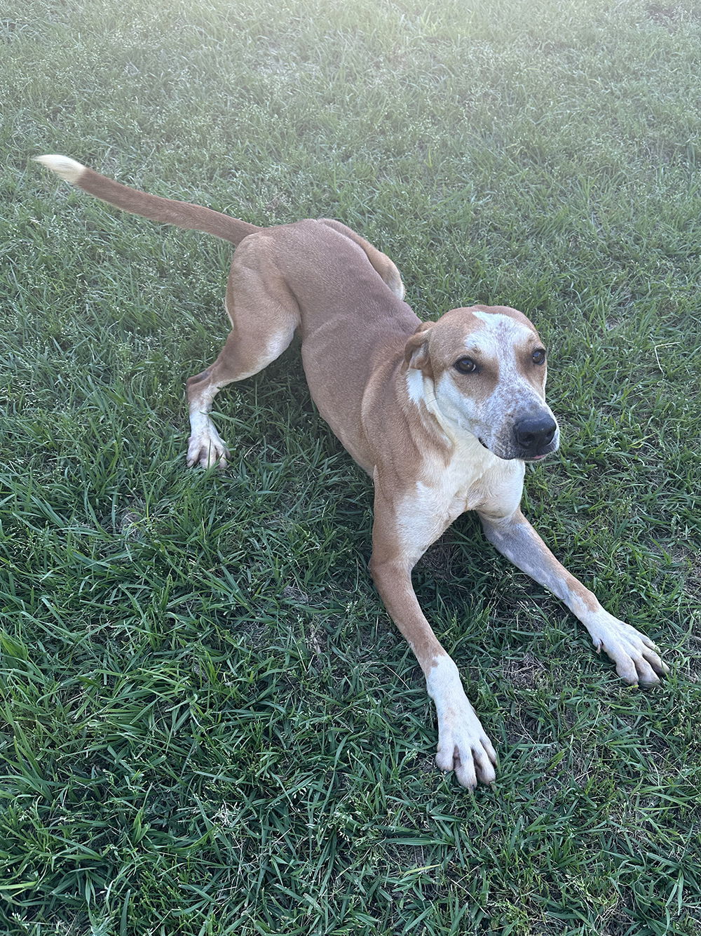 Ginny, an adoptable Labrador Retriever in Eastman, GA, 31023 | Photo Image 3