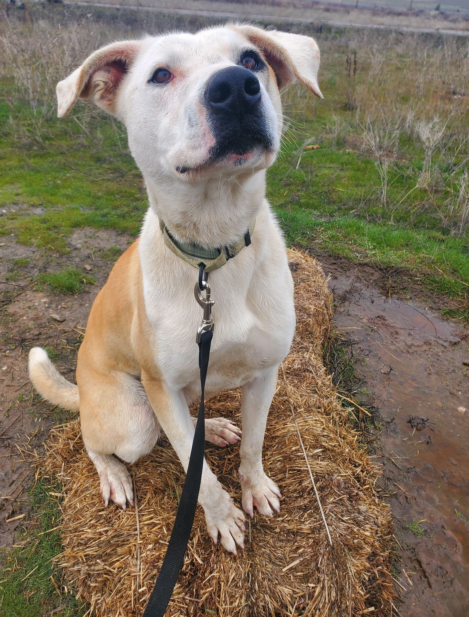 Henri, an adoptable Pit Bull Terrier in Yreka, CA, 96097 | Photo Image 1