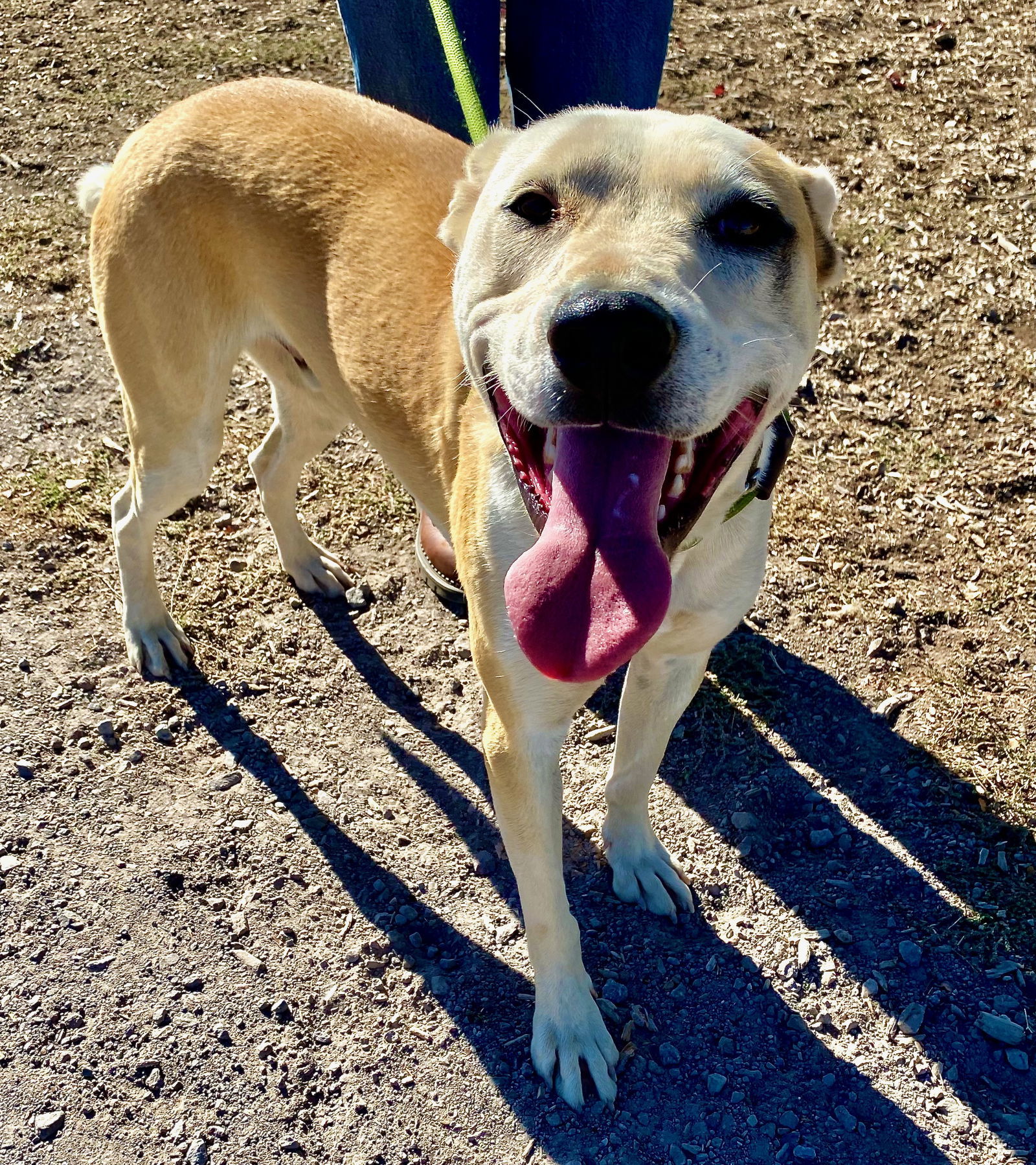 Henri, an adoptable Pit Bull Terrier in Yreka, CA, 96097 | Photo Image 1