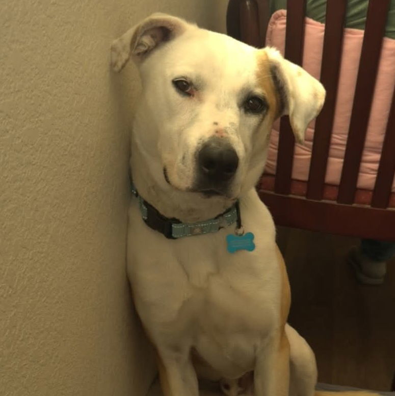 Henri, an adoptable Pit Bull Terrier in Yreka, CA, 96097 | Photo Image 1