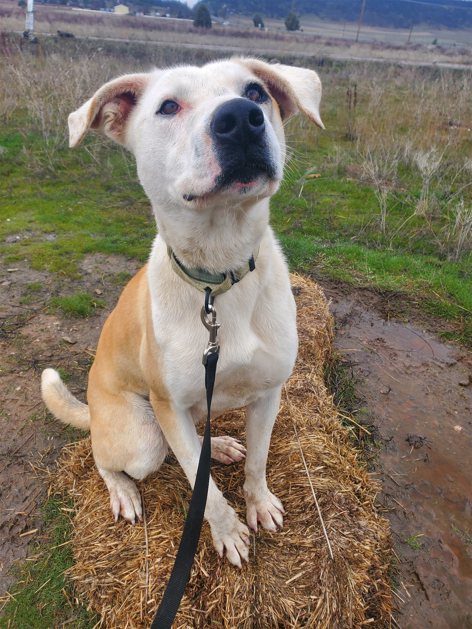 Henri, an adoptable Pit Bull Terrier in Yreka, CA, 96097 | Photo Image 2
