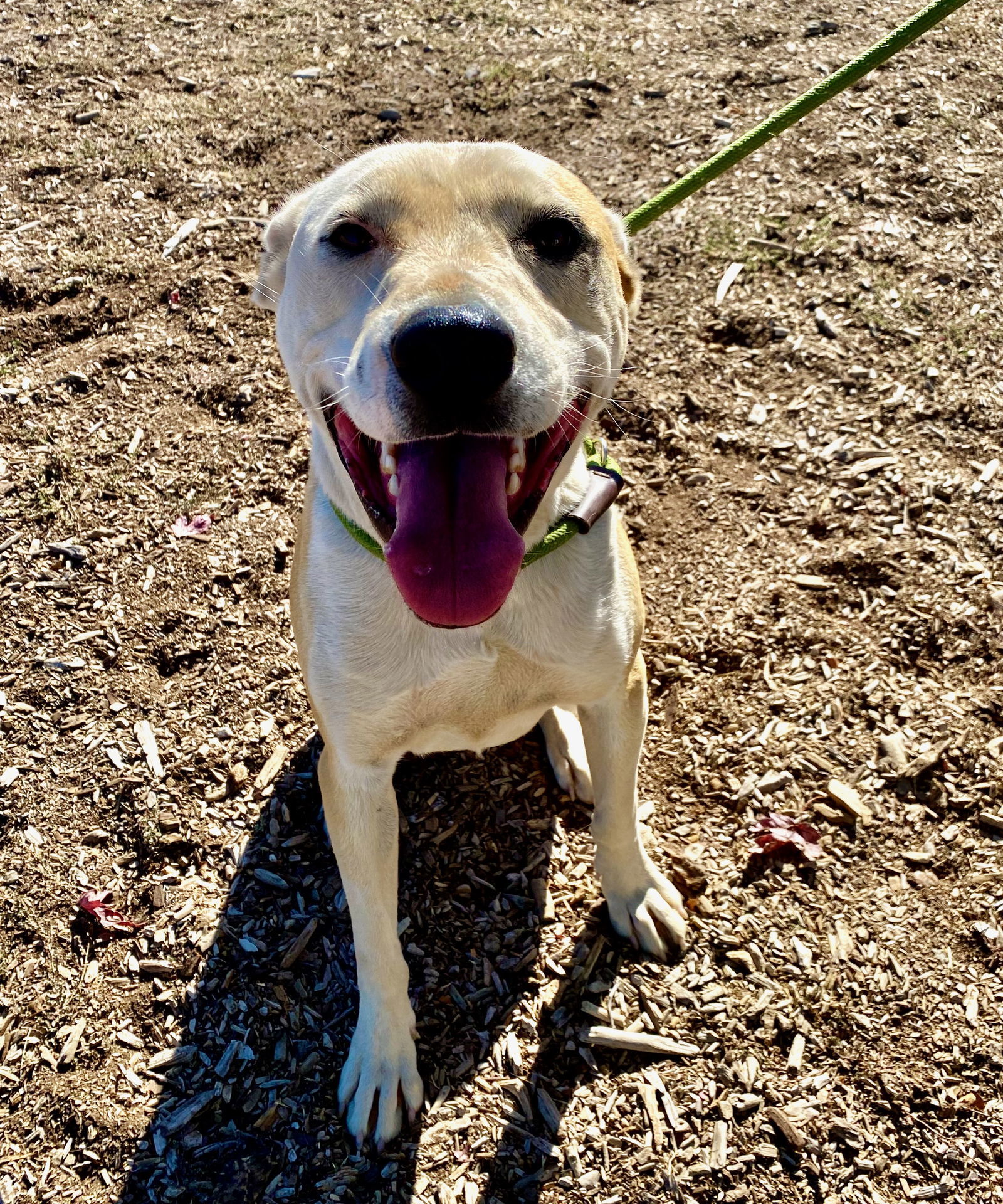 Henri, an adoptable Pit Bull Terrier in Yreka, CA, 96097 | Photo Image 2