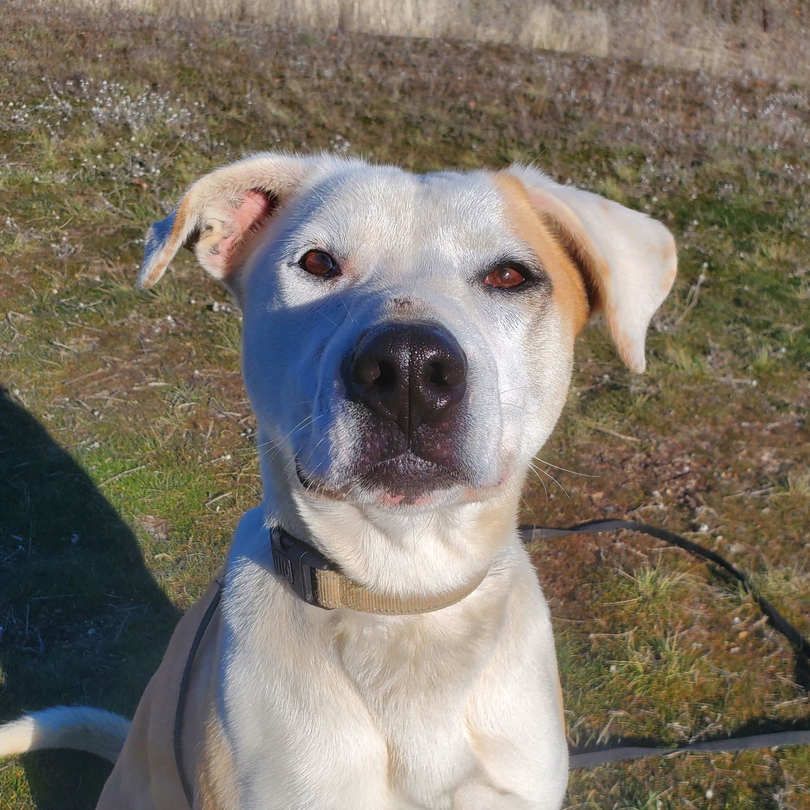 Henri, an adoptable Pit Bull Terrier in Yreka, CA, 96097 | Photo Image 2