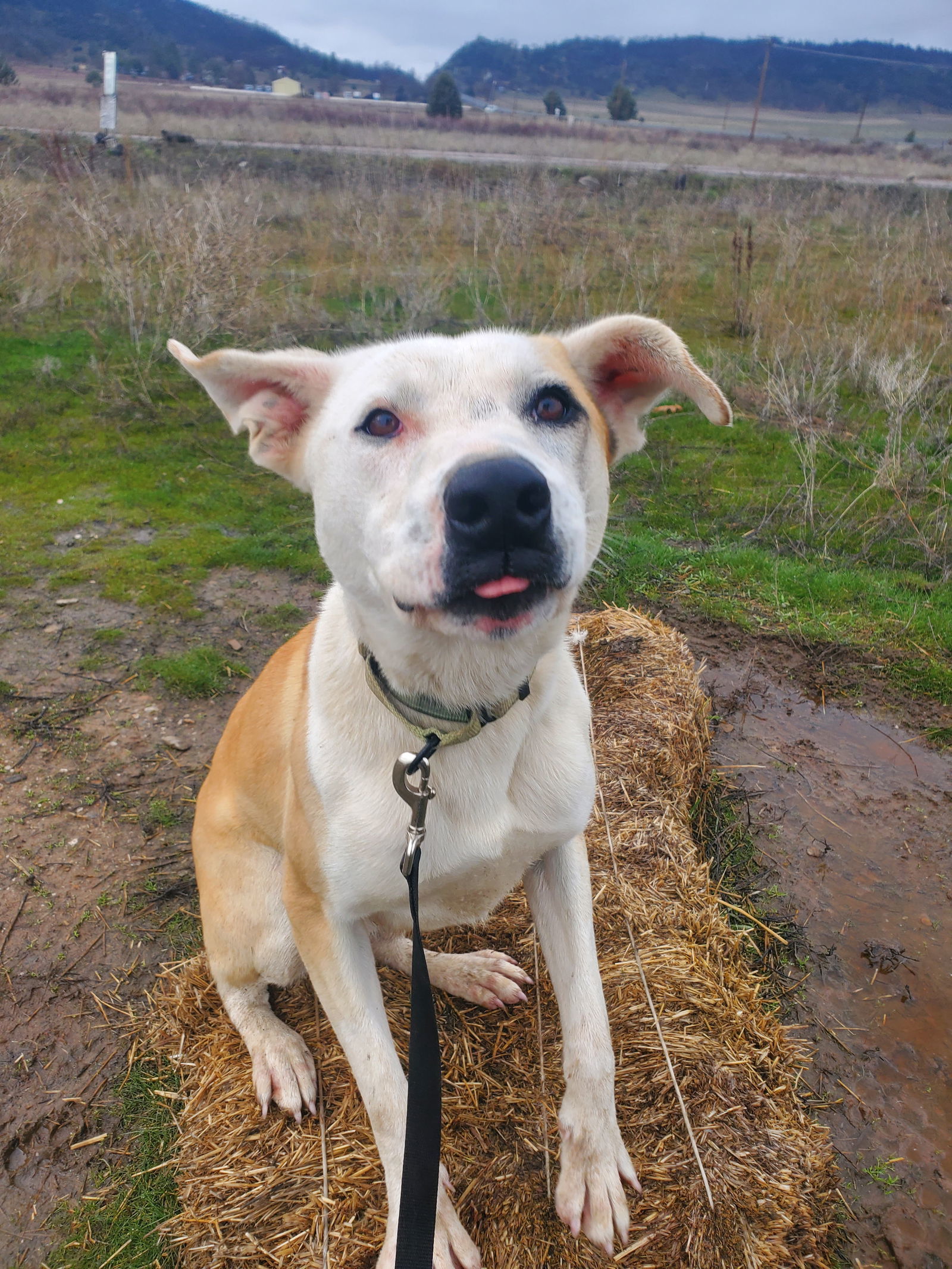 Henri, an adoptable Pit Bull Terrier in Yreka, CA, 96097 | Photo Image 3