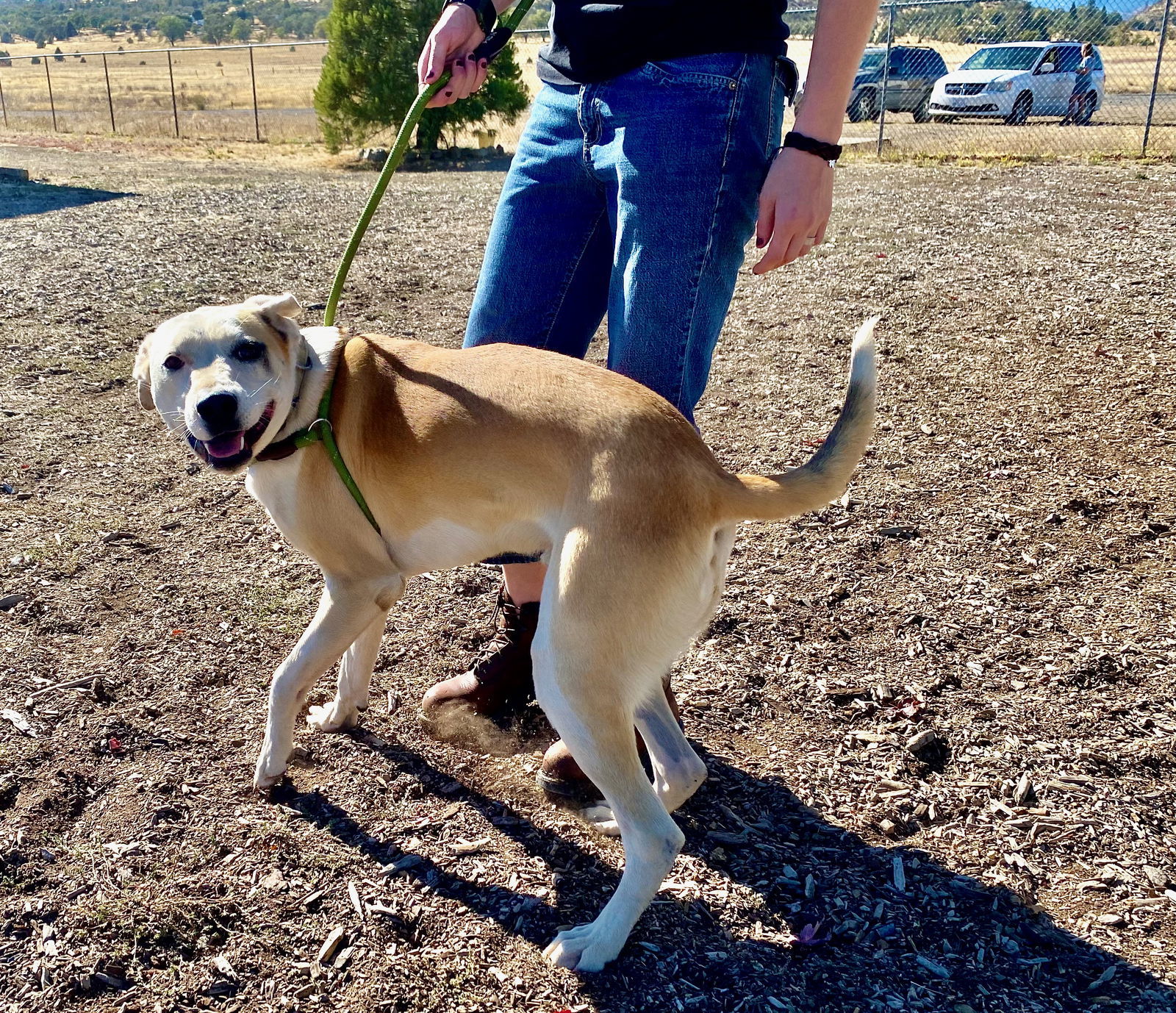 Henri, an adoptable Pit Bull Terrier in Yreka, CA, 96097 | Photo Image 3