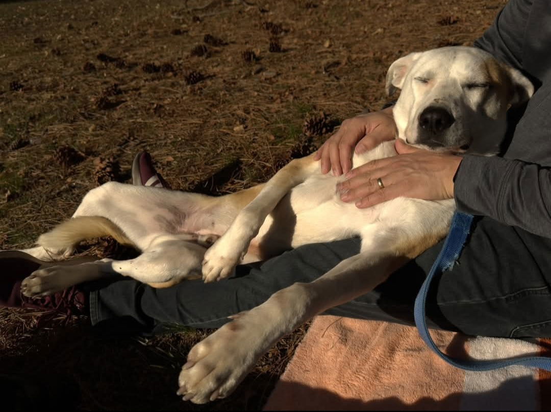 Henri, an adoptable Pit Bull Terrier in Yreka, CA, 96097 | Photo Image 3