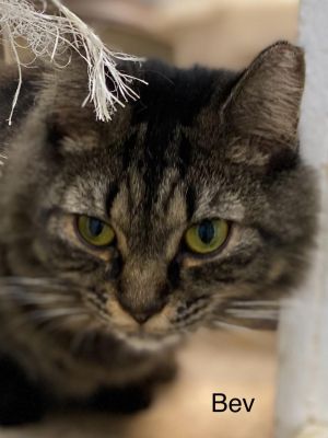 Bev -Cat Room, Adult Female unknown