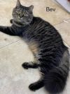Bev -Cat Room photo 2