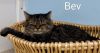 Bev -Cat Room photo 3