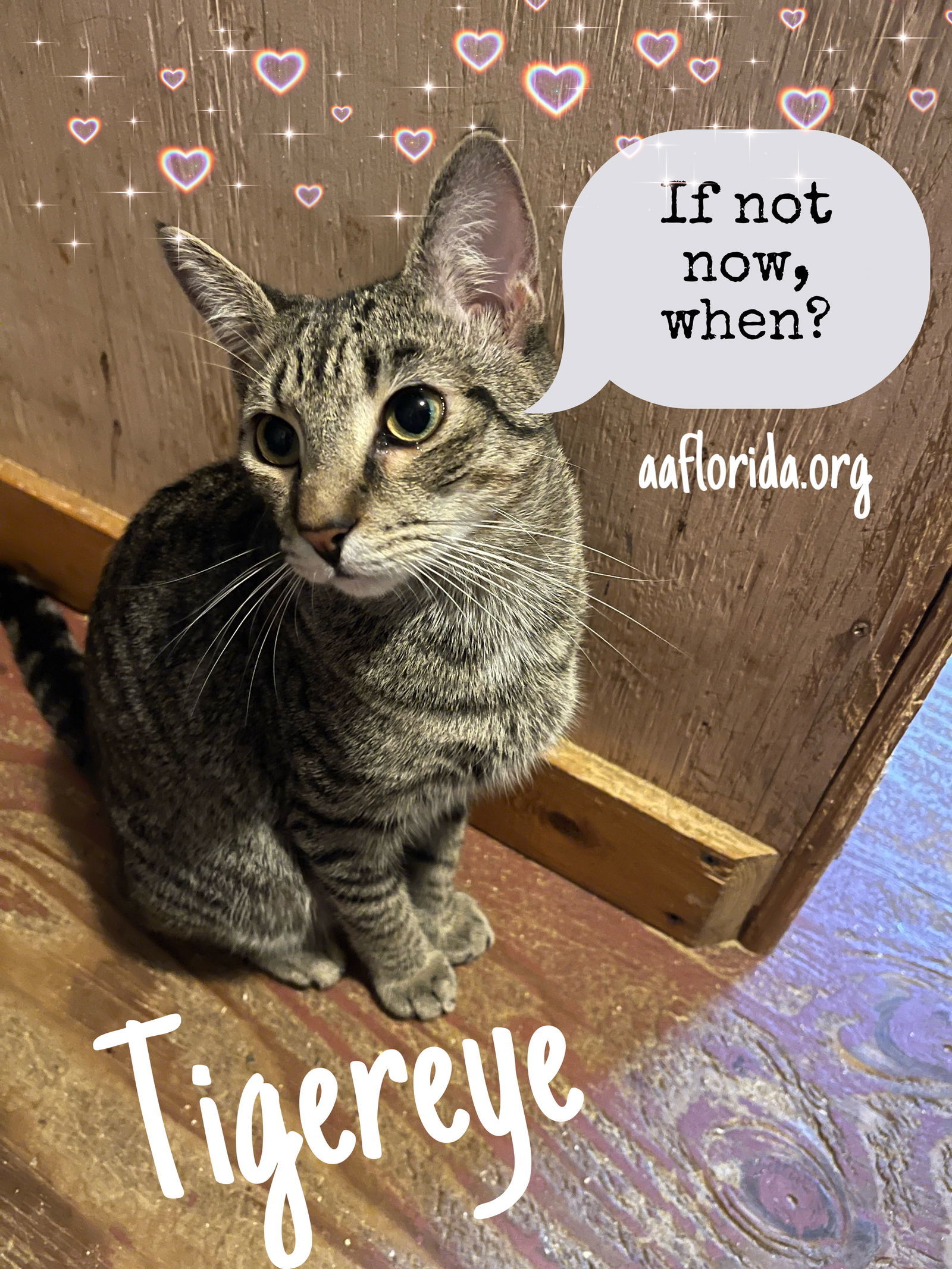 Tigereye, an adoptable Domestic Short Hair, Tabby in Pensacola, FL, 32534 | Photo Image 1