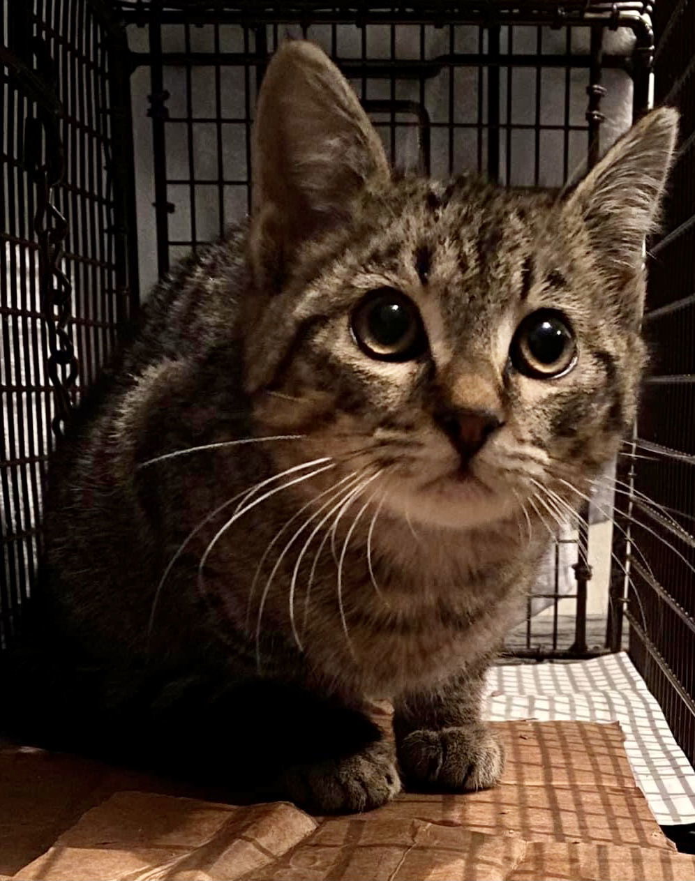 Tigereye, an adoptable Domestic Short Hair, Tabby in Pensacola, FL, 32534 | Photo Image 3