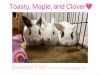 Clover and Maple