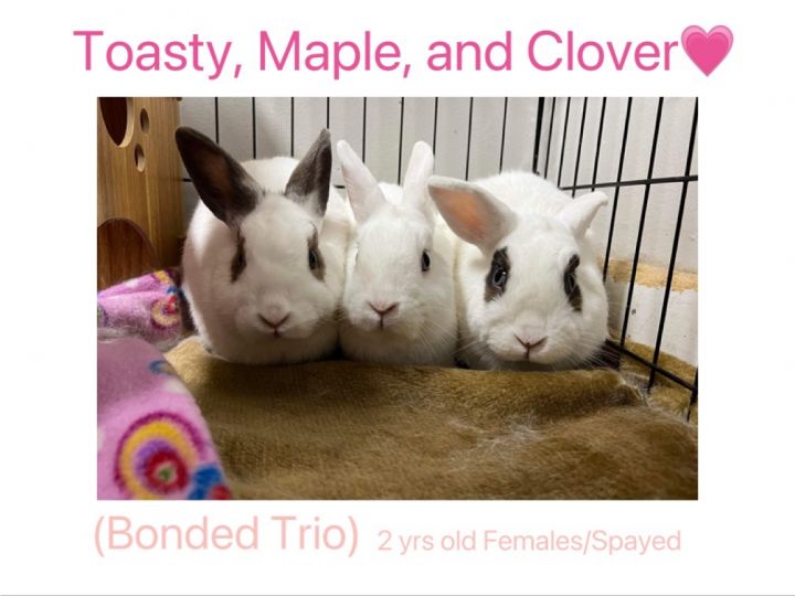 Clover, Toasty and Maple, an adoptable American Mix in Medford, NY_image-2