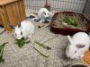 Clover, Toasty and Maple
