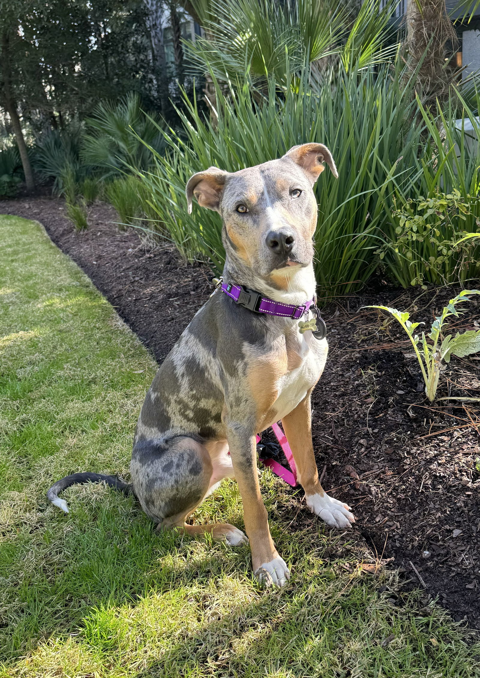 Catahoula pitbull mix sales puppies