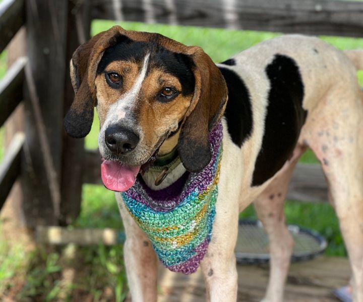 Coonhound hotsell training pens