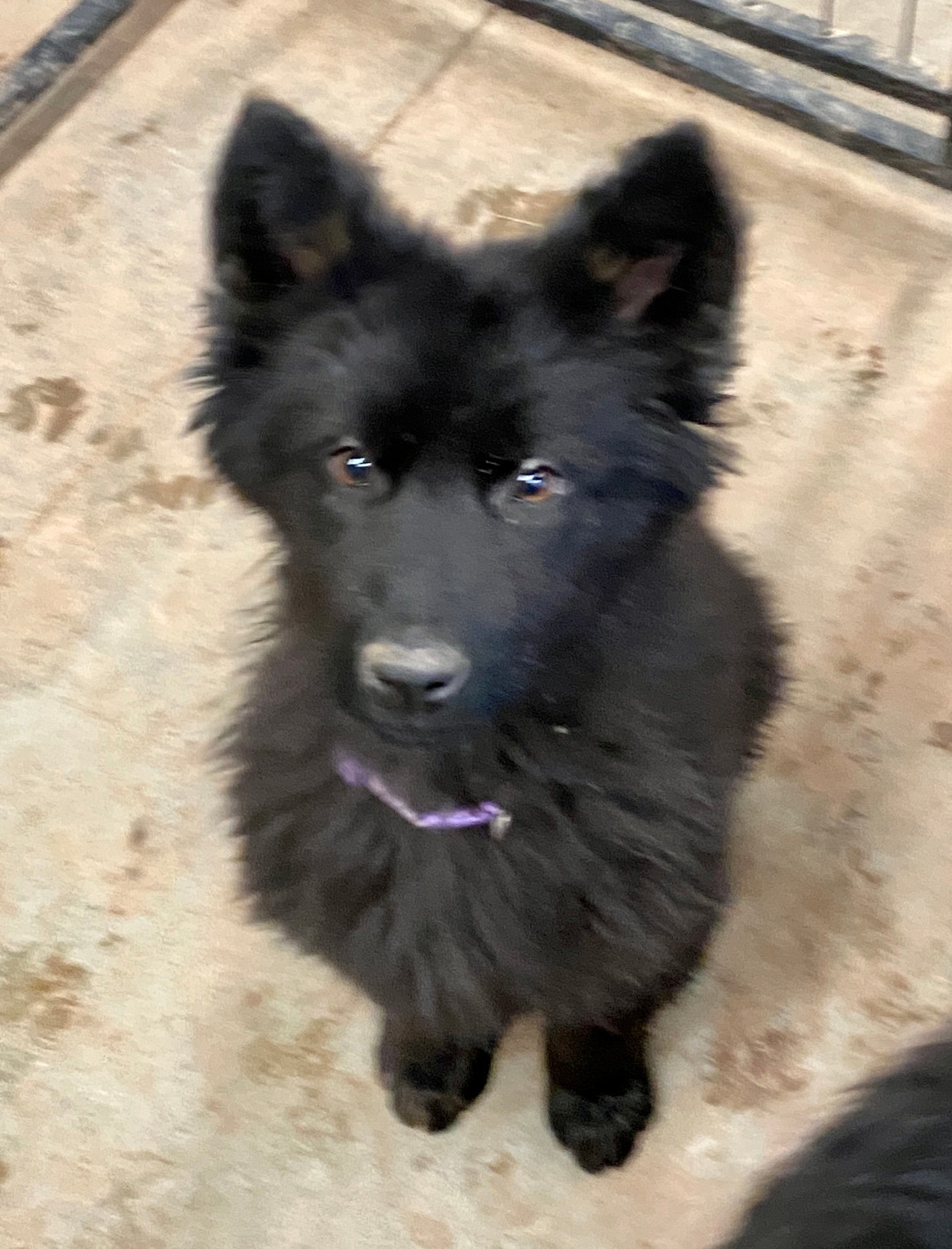 when should i spay or neuter my schipperke