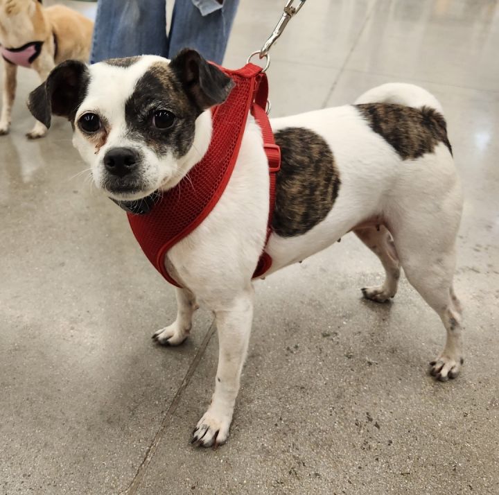 JESSIE , an adoptable Fox Terrier Mix in Las Vegas, NV_image-4