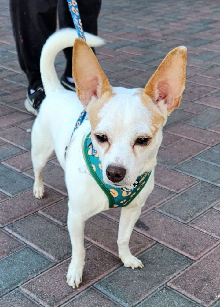 BUZZ, an adoptable Chihuahua Mix in Las Vegas, NV_image-2
