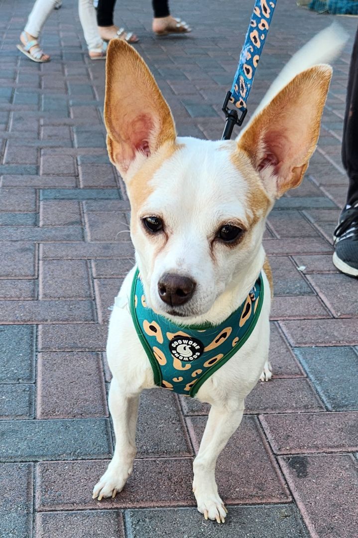BUZZ, an adoptable Chihuahua Mix in Las Vegas, NV_image-1
