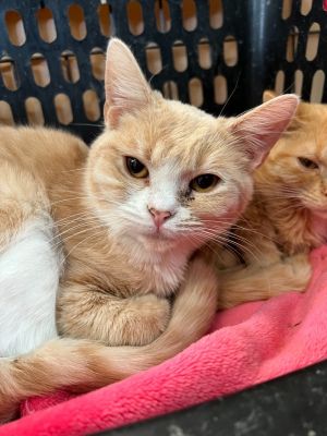 Spirit, Adult Male Domestic Short Hair