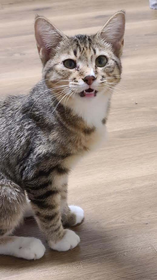 Cinder, an adoptable Domestic Short Hair in Salt Lake City, UT, 84117 | Photo Image 2