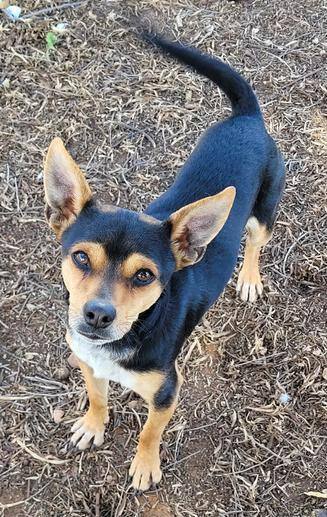 Jake, an adoptable Chihuahua in New River, AZ, 85087 | Photo Image 1