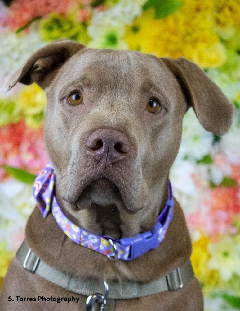Red (Reggie), an adoptable Pit Bull Terrier in Clinton Township, MI, 48036 | Photo Image 1