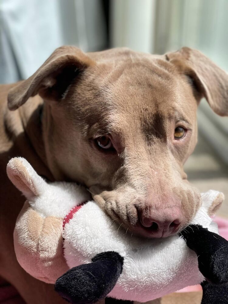 Red (Reggie), an adoptable Pit Bull Terrier in Clinton Township, MI, 48036 | Photo Image 2