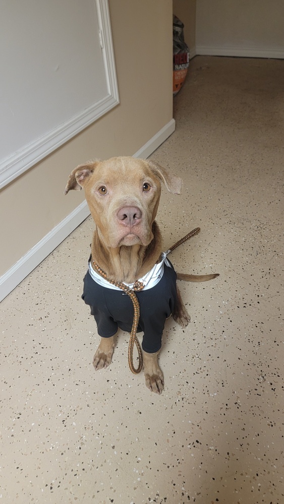 Red (Reggie), an adoptable Pit Bull Terrier in Clinton Township, MI, 48036 | Photo Image 3