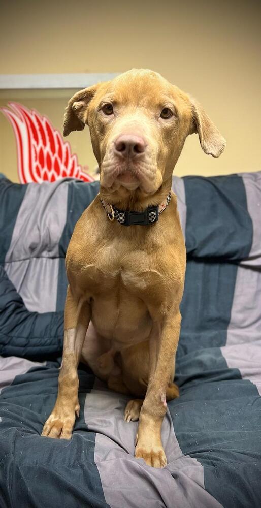 Red (Reggie), an adoptable Pit Bull Terrier in Clinton Township, MI, 48036 | Photo Image 4