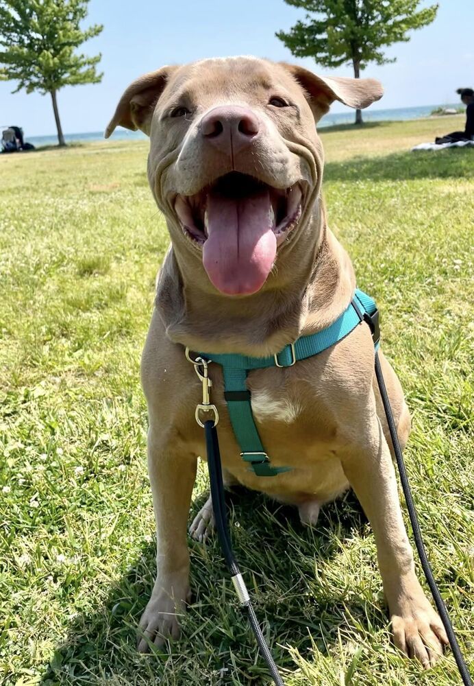 Red (Reggie), an adoptable Pit Bull Terrier in Clinton Township, MI, 48036 | Photo Image 5